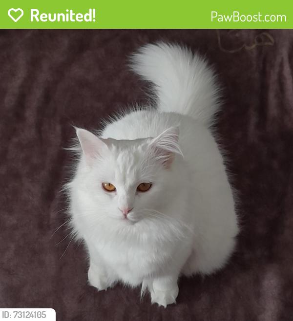 Reunited Female Cat last seen Tenth line and Thomas Street, Mississauga, Mississauga, ON 