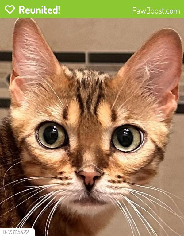 Reunited Female Cat last seen Spanish Bay Dr, Spring Valley, NV 89113, USA, Spring Valley, NV 89113