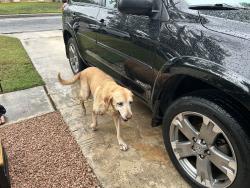 Reunited Female Dog last seen Near Zachry middleschool, San Antonio, TX 78250