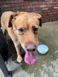 Reunited Unknown Dog last seen Cypress Lakes golf course, Hope Mills, NC 28348