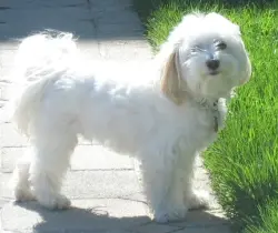 Lost Female Dog last seen Bodie street, Merced, CA 95341