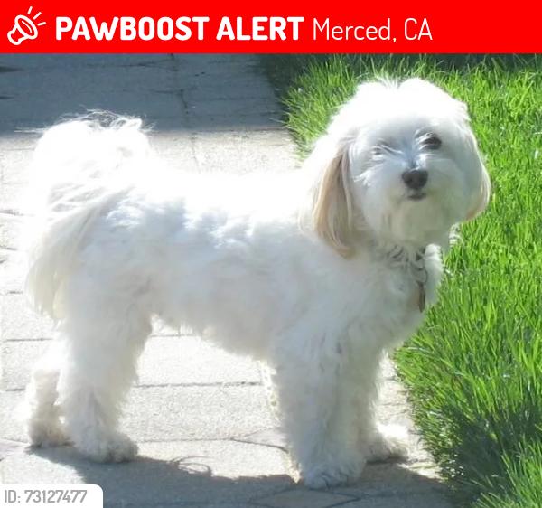Lost Female Dog last seen Bodie street, Merced, CA 95341
