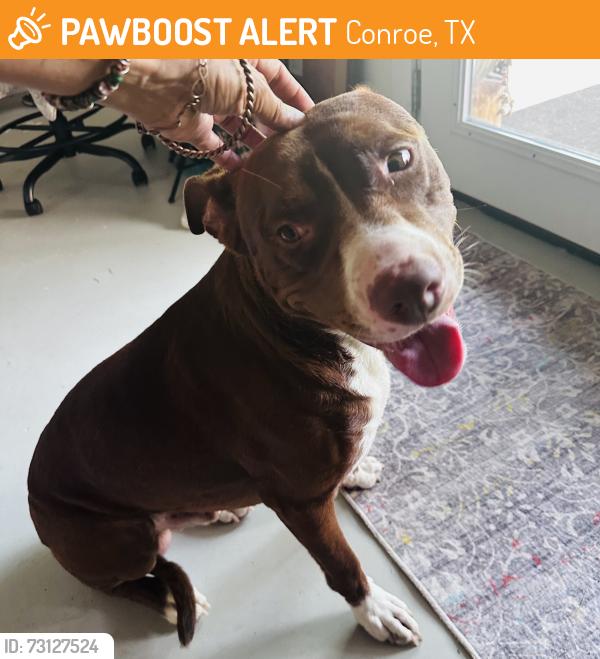 Found/Stray Male Dog last seen OLD humble pipeline Road and Kirbee drive, Conroe, TX 77302