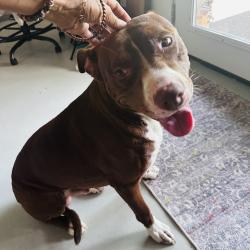 Found/Stray Male Dog last seen OLD humble pipeline Road and Kirbee drive, Conroe, TX 77302