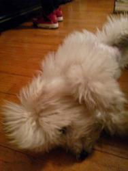 Reunited Female Dog last seen Monticello blvd, Richmond Heights, OH 44143