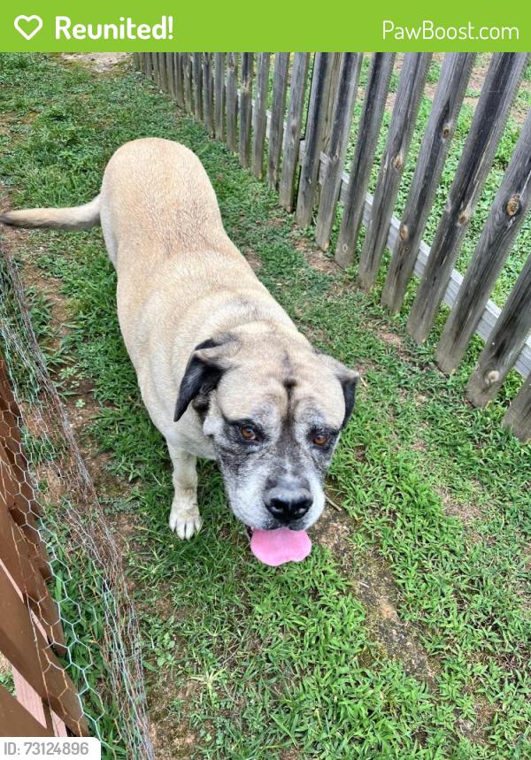 Reunited Male Dog last seen Indian Hills Subdivision on South Church Street, Murfreesboro, TN 37129