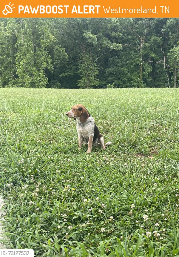 Found/Stray Female Dog last seen Wixtown road, Westmoreland, TN 37186
