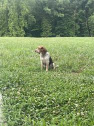 Found/Stray Female Dog last seen Wixtown road, Westmoreland, TN 37186