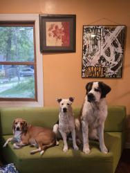 Lost Male Dog last seen 39th and n Sherman, Indianapolis, IN 46226
