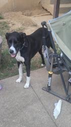 Lost Male Dog last seen Galbraith Rd, Cincinnati, OH 45239