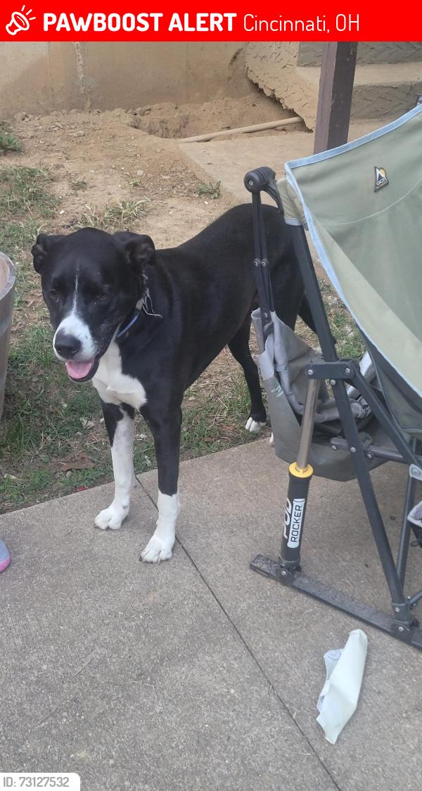 Lost Male Dog last seen Galbraith Rd, Cincinnati, OH 45239