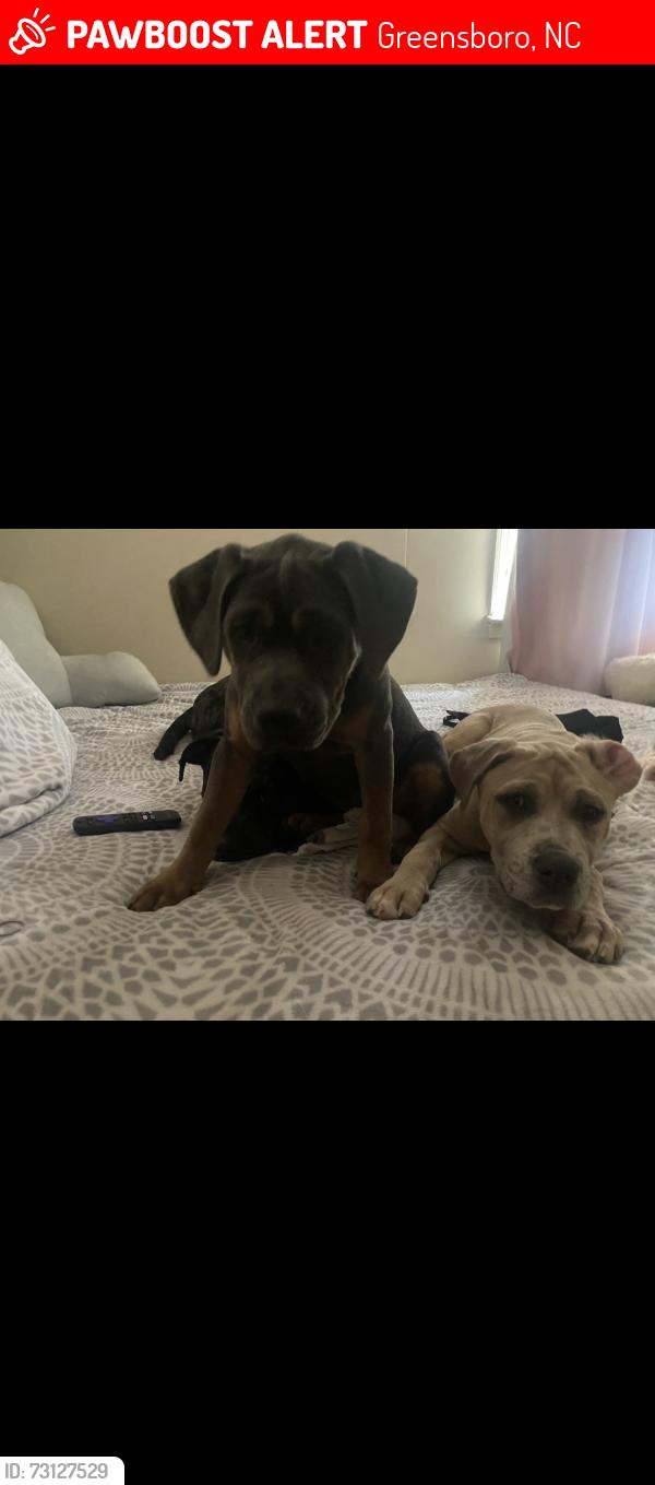 Lost Male Dog last seen Near Munster Avenue, Greensboro, NC 27406