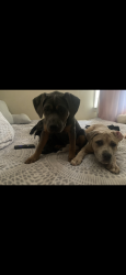 Lost Male Dog last seen Near Munster Avenue, Greensboro, NC 27406