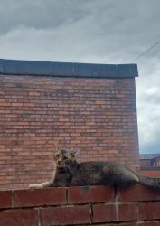 Reunited Male Cat last seen Bolton Steak Plane, Greater Manchester, England 