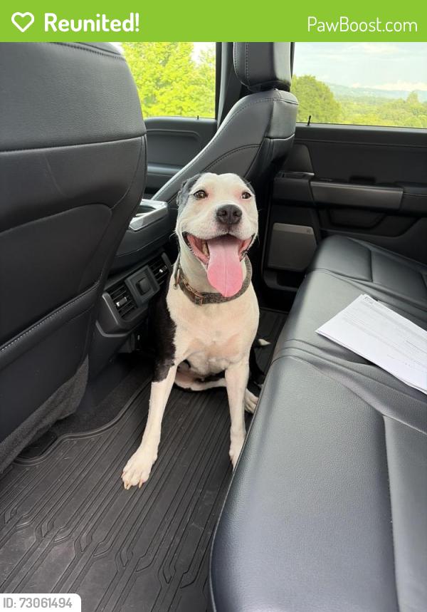 Reunited Female Dog last seen Hebron and Nixon Knoll, Hendersonville, NC 28792