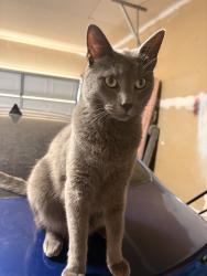 Lost Male Cat last seen Gymnastics place is right by the hse, Little Elm, TX 75068