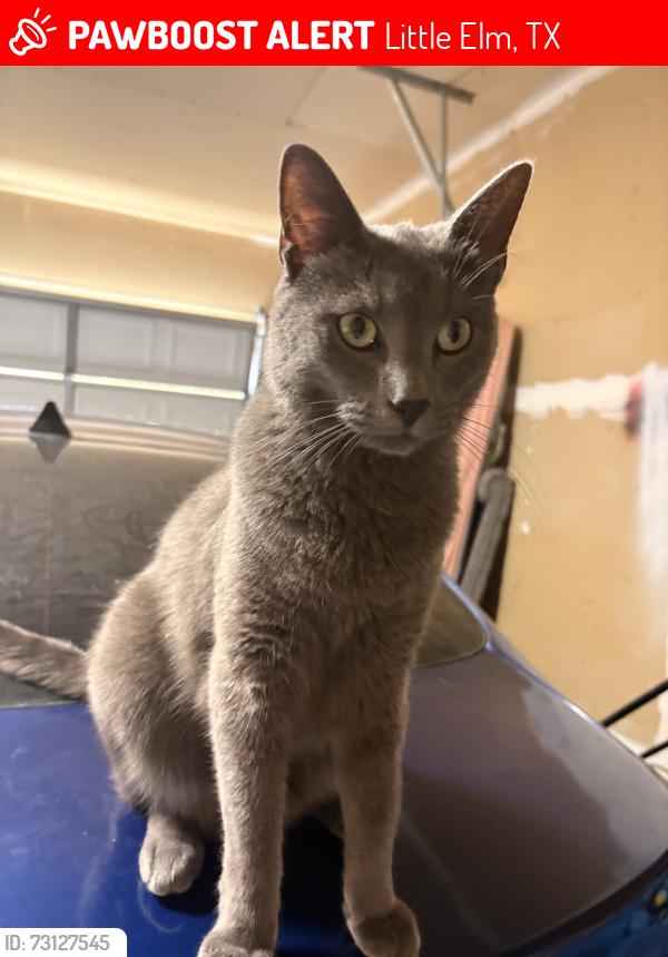 Lost Male Cat last seen Gymnastics place is right by the hse, Little Elm, TX 75068