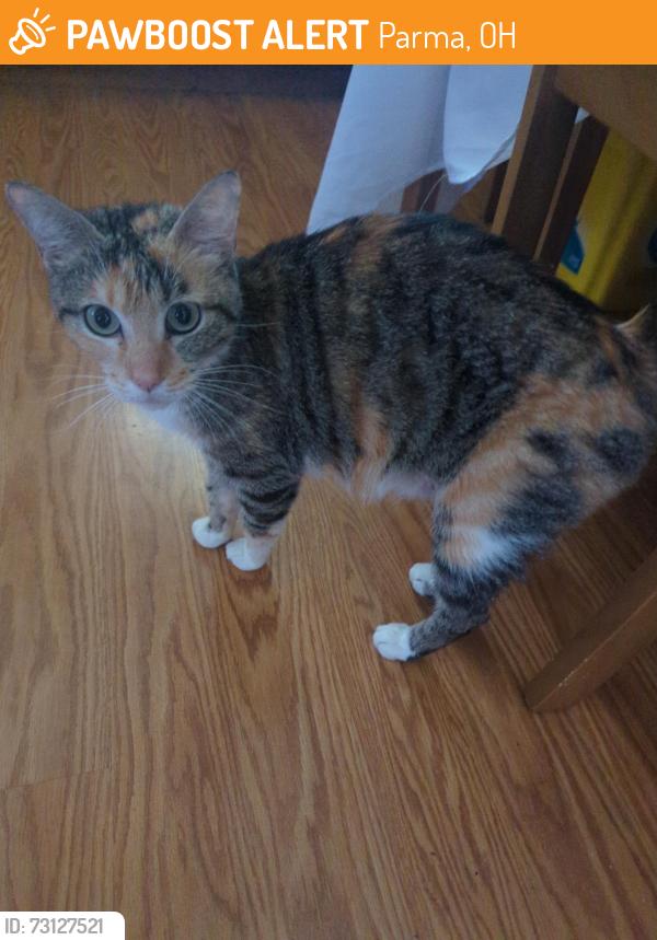Found/Stray Female Cat last seen Sharon Drive apmts between Sharon Drive and Chevy Blvd., Parma, OH 44130