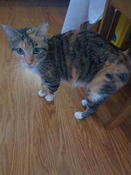 Found/Stray Female Cat last seen Sharon Drive apmts between Sharon Drive and Chevy Blvd., Parma, OH 44130