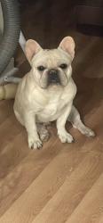 Lost Male Dog last seen Cortland, Milwaukee, WI 53216