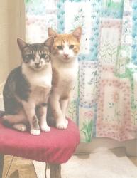 Lost Female Cat last seen Racho Mesa Mfg. Home Park, Space 73, El Cajon, CA 92021