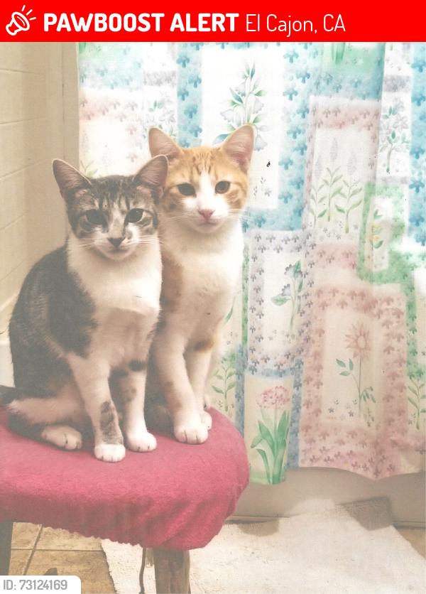 Lost Female Cat last seen Racho Mesa Mfg. Home Park, Space 73, El Cajon, CA 92021