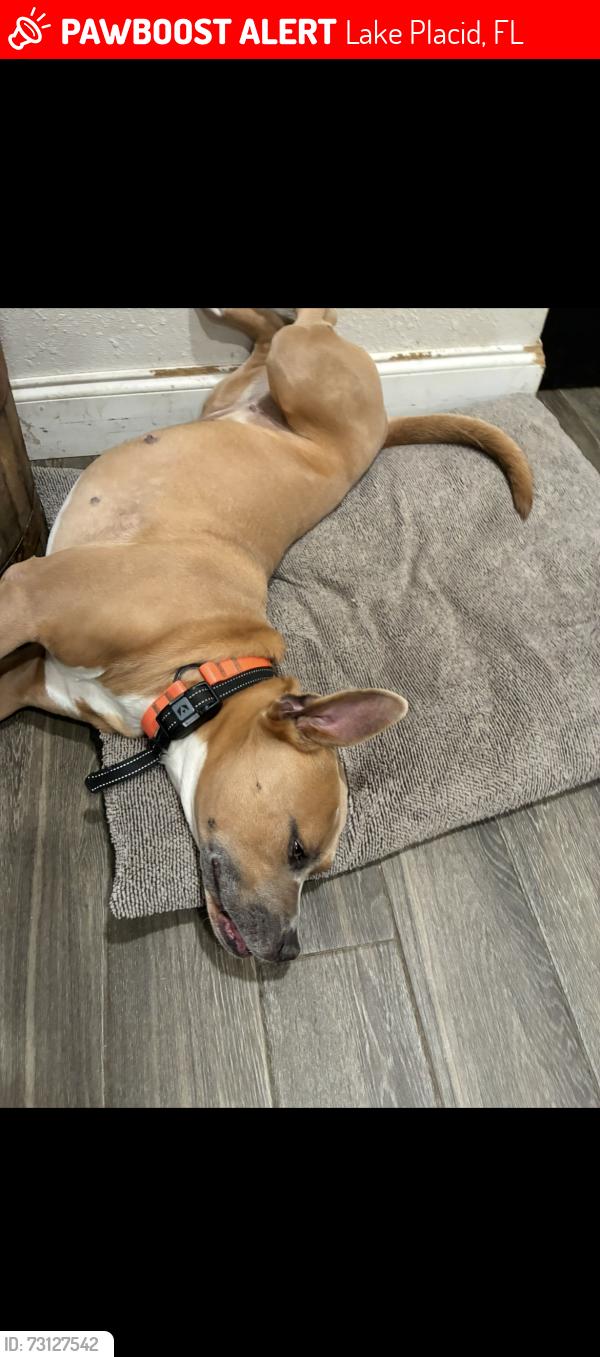 Lost Female Dog last seen US 27, Lake Placid, FL 33852