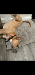 Lost Female Dog last seen US 27, Lake Placid, FL 33852