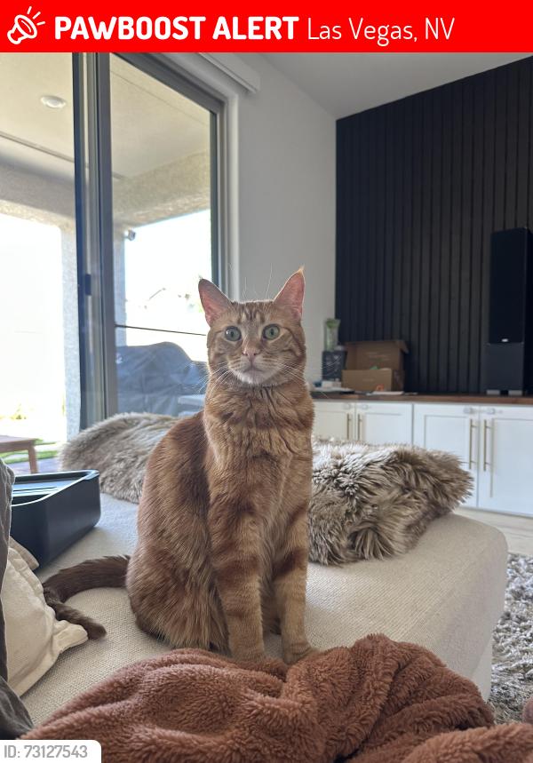 Lost Female Cat last seen macomer walk ave, Las Vegas, NV 89161