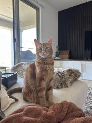 Lost Female Cat last seen macomer walk ave, Las Vegas, NV 89161
