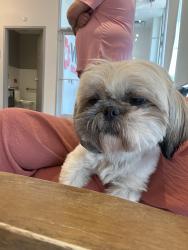 Reunited Female Dog last seen Pine Meadows between North Tarrant Parkway and Thompson, Fort Worth, TX 76244