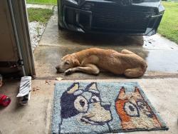 Found/Stray Female Dog last seen Cliff bank st, San Antonio, TX 78250