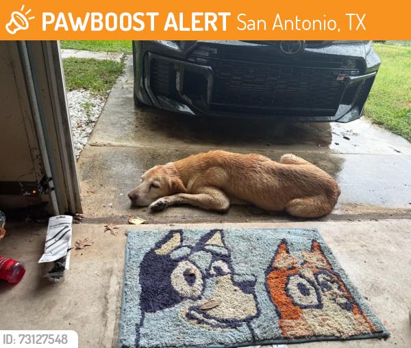 Found/Stray Female Dog last seen Cliff bank st, San Antonio, TX 78250