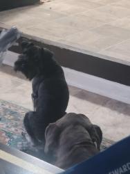 Reunited Male Dog last seen Connell Rd & Doe Run Dr, Fairburn, GA 30213