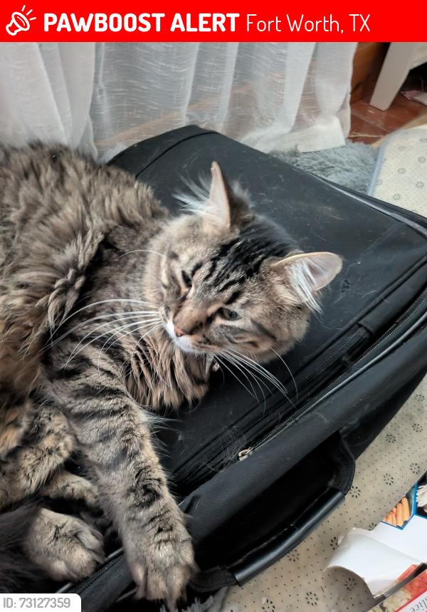 Lost Male Cat last seen Southbrook cir and Allenwood Dr, Fort Worth, TX 76134