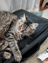 Lost Male Cat last seen Southbrook cir and Allenwood Dr, Fort Worth, TX 76134