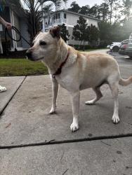 Found/Stray Male Dog last seen Near Brewster dr, Myrtle Beach, SC 29577