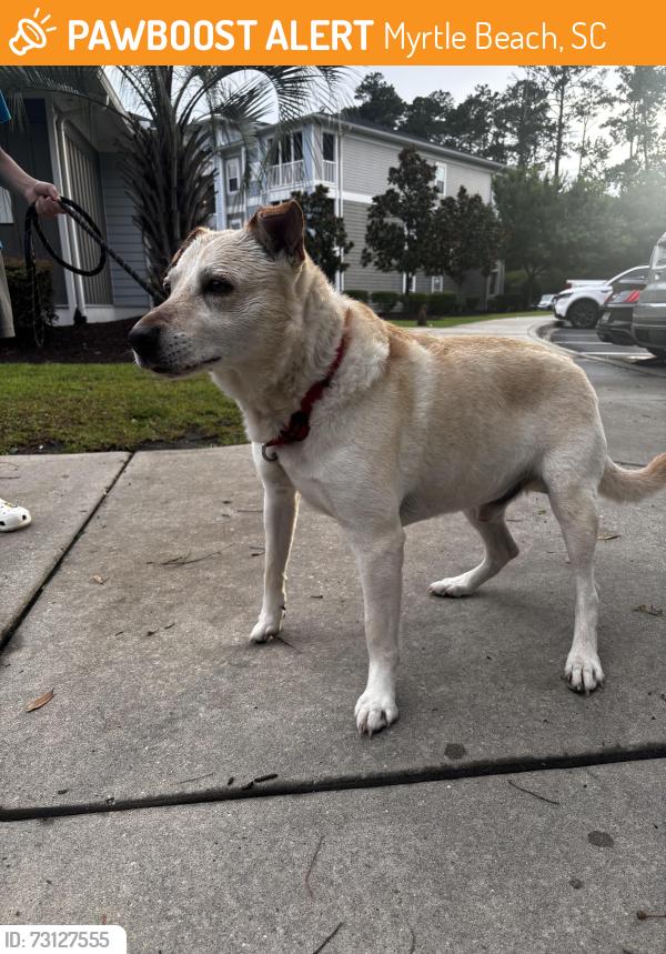 Found/Stray Male Dog last seen Near Brewster dr, Myrtle Beach, SC 29577