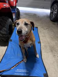 Reunited Male Dog last seen Meridian, San Antonio, TX 78245