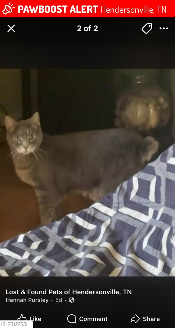 Lost Male Cat last seen Hickory heights /tailgate brewery and the apmts behind possible location, Hendersonville, TN 37075