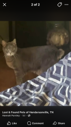 Lost Male Cat last seen Hickory heights /tailgate brewery and the apmts behind possible location, Hendersonville, TN 37075