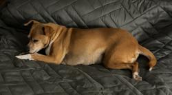 Reunited Female Dog last seen Hidden creek subdivision, Warrior, AL 35180