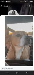 Reunited Female Dog last seen Spring valley drive ,county road, Tool, TX 75143