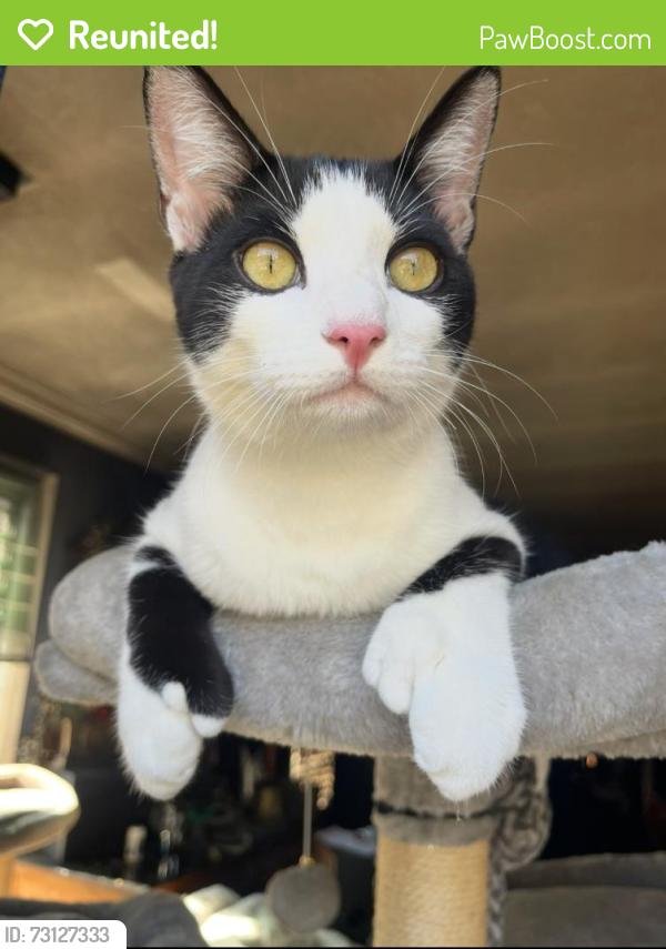 Reunited Male Cat last seen Between neilson way and bernard, Santa Monica, CA 90405