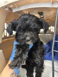 Shelter Stray Male Dog last seen S Temperance Ave & E Butler Ave, Fresno Zone Fresno CO 2 93727, CA, 1510 W Dan Ronquillo Dr, Fresno, CA 93706, USA