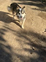 Shelter Stray Male Dog last seen E Dinuba Ave & S Englehart Ave, Reedley Zone Fresno CO 4 93654, CA, 1510 W Dan Ronquillo Dr, Fresno, CA 93706, USA