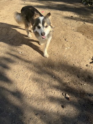 Shelter Stray Male Dog last seen E Dinuba Ave & S Englehart Ave, Reedley Zone Fresno CO 4 93654, CA, 1510 W Dan Ronquillo Dr, Fresno, CA 93706, USA