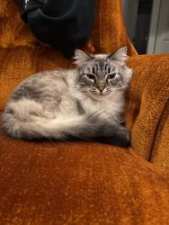 Lost Male Cat last seen 34th And Burnside, Portland, OR 97214