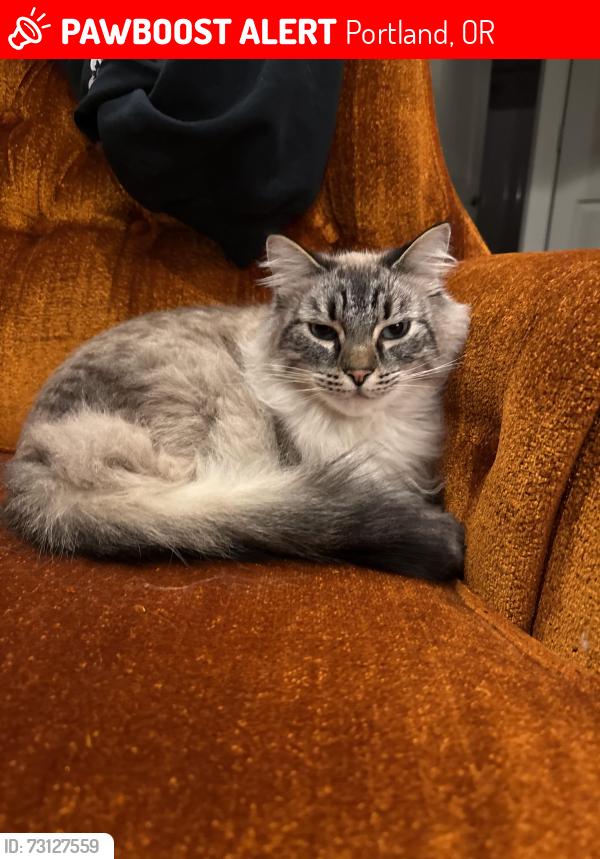 Lost Male Cat last seen 34th And Burnside, Portland, OR 97214