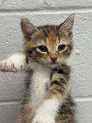 Shelter Stray Female Cat last seen Near Spellman rd, 21225, MD, 301 Stockholm St, Baltimore, MD 21230, USA